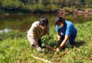 Diez mil árboles para reforestar Misiones